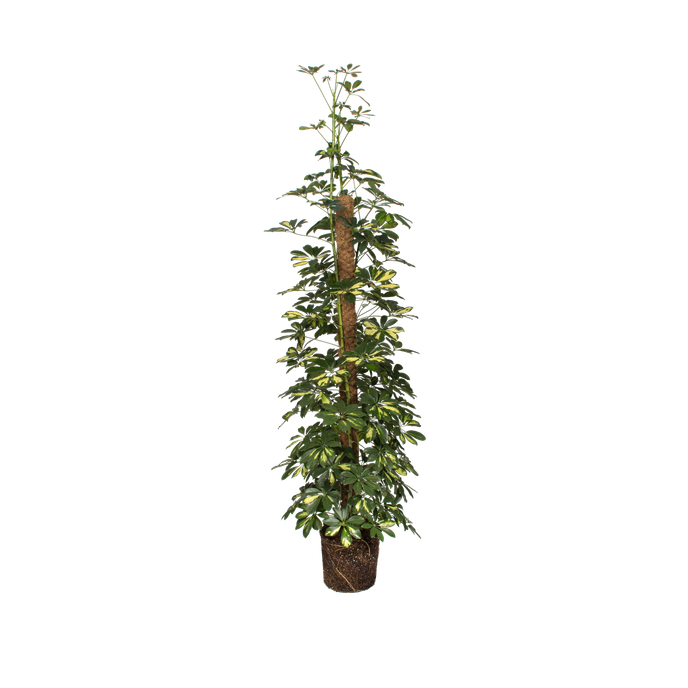 Schefflera actinophylla